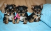 Adorable-and-healthy-cute-Yorkie-puppies-for-sale